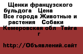 Щенки французского бульдога › Цена ­ 30 000 - Все города Животные и растения » Собаки   . Кемеровская обл.,Тайга г.